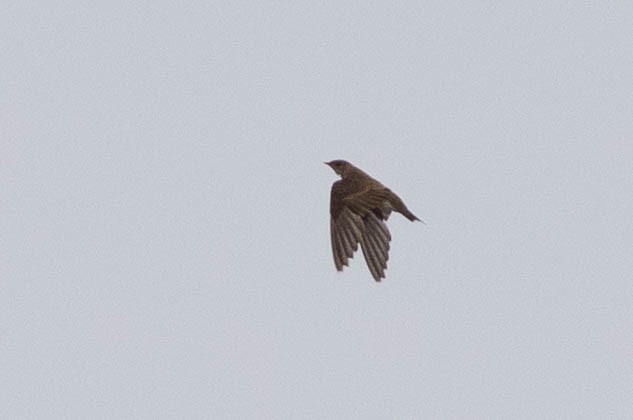 Golondrina Aserrada - ML109221371