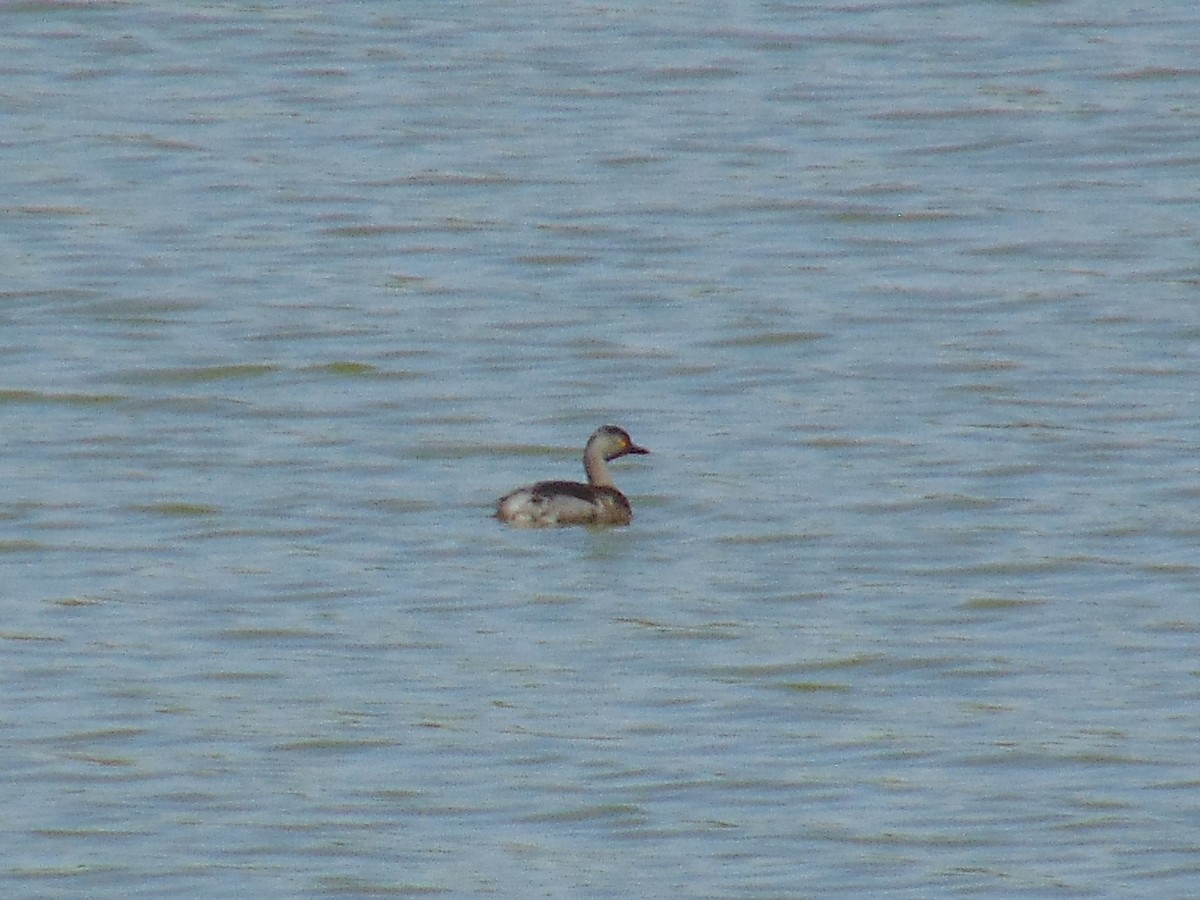 Least Grebe - ML109222681