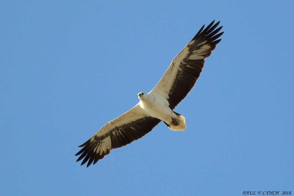 White-bellied Sea-Eagle - ML109224281