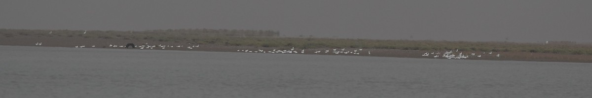 Crab-Plover - AREF ALAWADHI