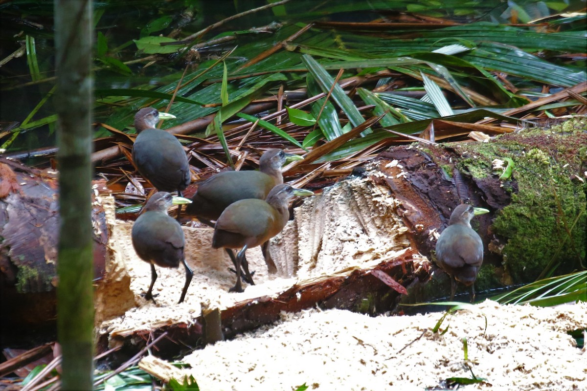 New Guinea Flightless Rail - Megacrex inepta - Media Search - Macaulay ...