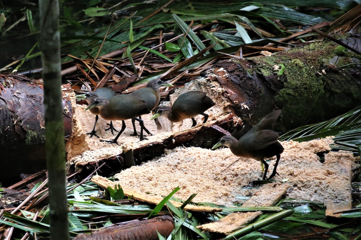 New Guinea Flightless Rail - Charles Davies