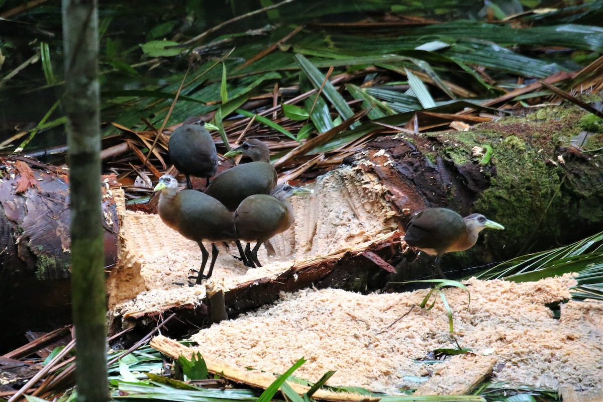 New Guinea Flightless Rail - Megacrex inepta - Media Search - Macaulay ...
