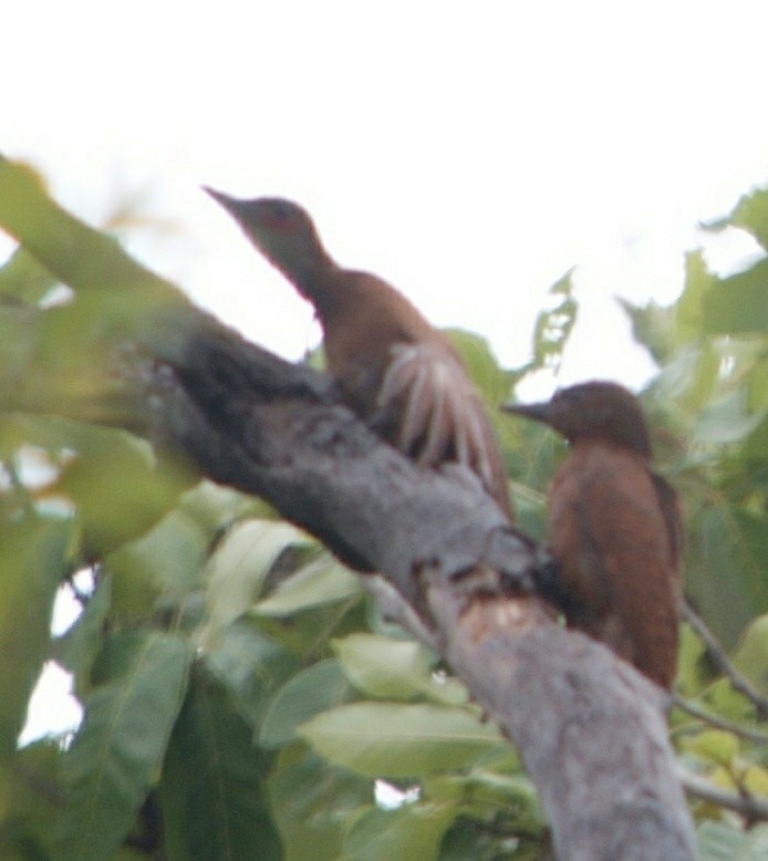 Rufous Woodpecker - ML109224521