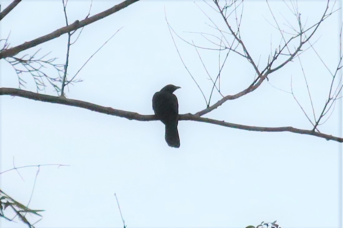 White-crowned Cuckoo - ML109224541