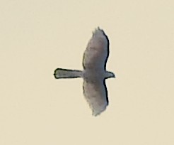 tanımsız Accipiter sp. - ML109225271