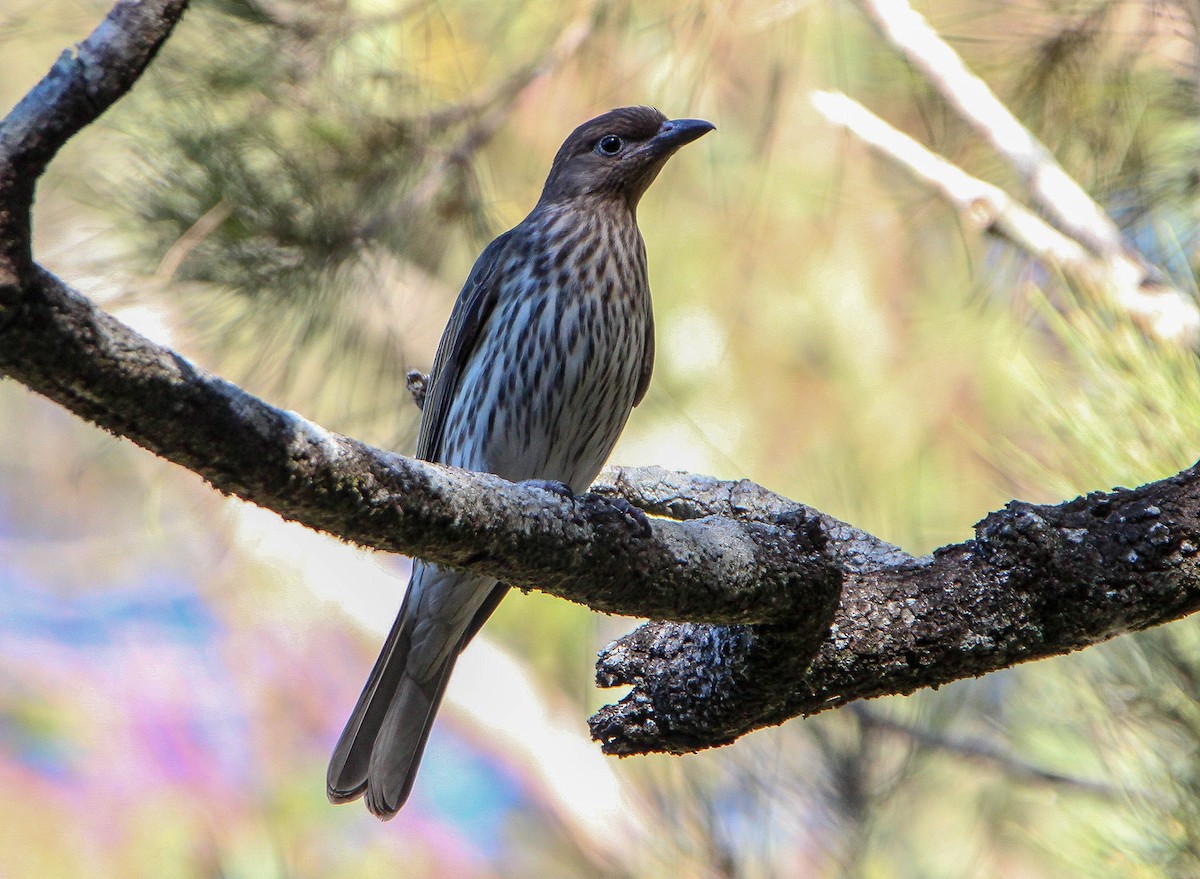 Australasian Figbird - Sandra Gallienne