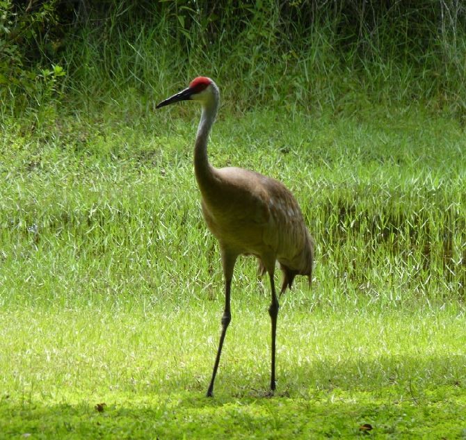 Sandhill Crane (Florida) - ML109226571