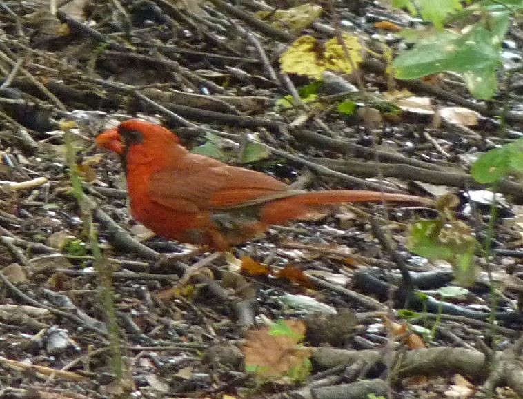 Northern Cardinal - ML109226611