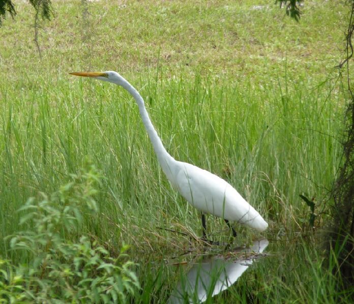 Airone bianco maggiore - ML109226651