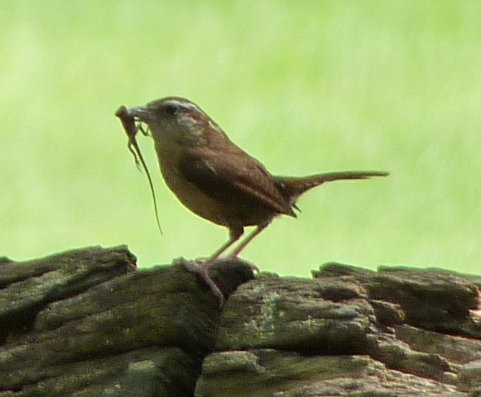 Carolina Wren - ML109226681