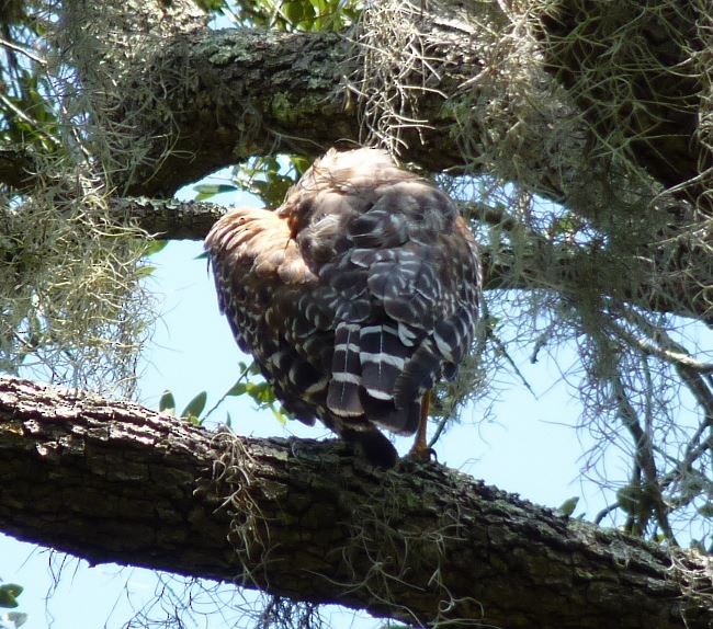 Red-shouldered Hawk (lineatus Group) - ML109226771