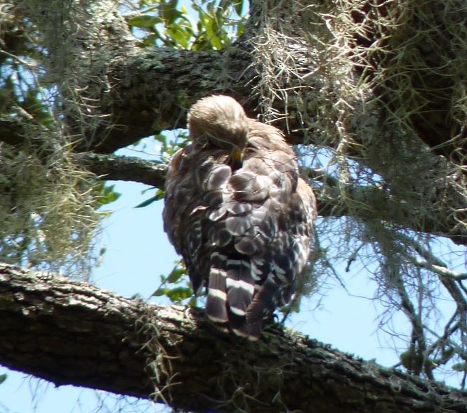 Red-shouldered Hawk (lineatus Group) - ML109226781