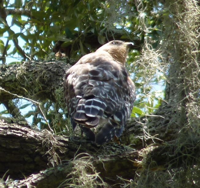 Red-shouldered Hawk (lineatus Group) - ML109226801