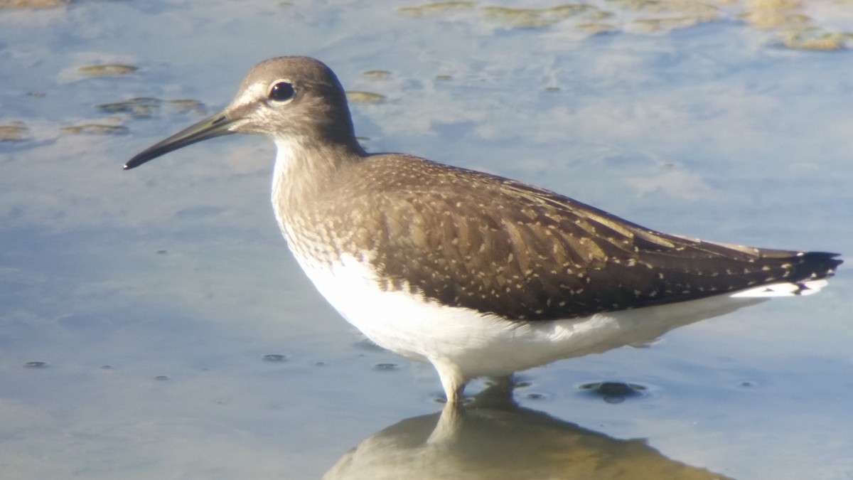 Green Sandpiper - ML109226881