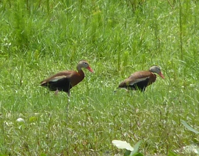 Dendrocigna beccorosso - ML109226991