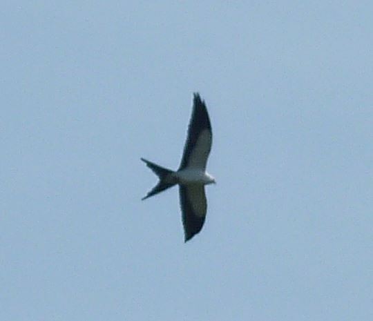Swallow-tailed Kite - ML109227161