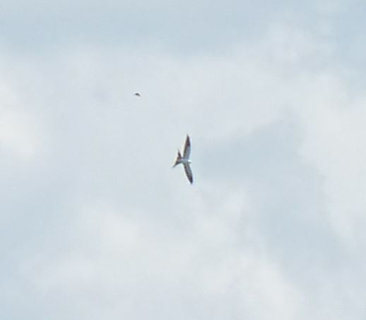 Swallow-tailed Kite - ML109227191
