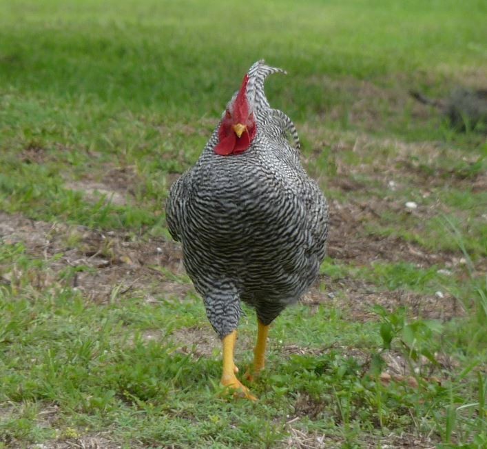 Red Junglefowl (Domestic type) - ML109227281