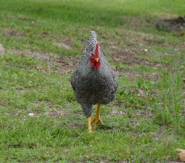 Red Junglefowl (Domestic type) - ML109227291