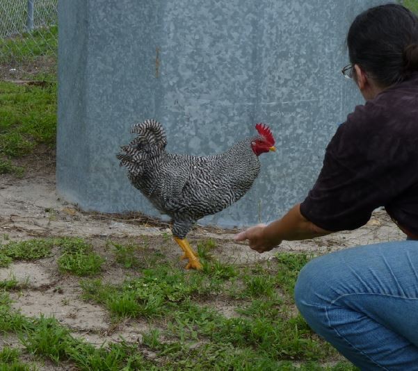 Red Junglefowl (Domestic type) - ML109227301