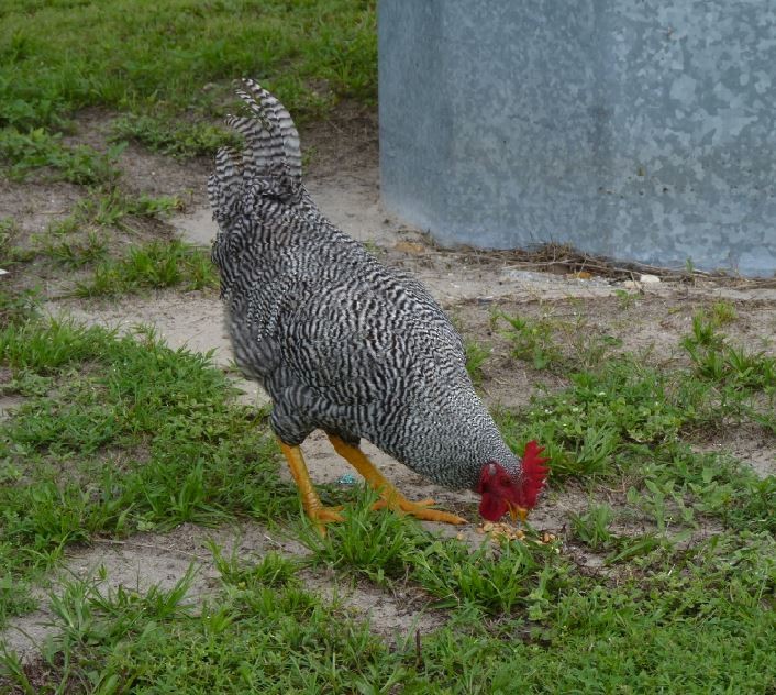 Red Junglefowl (Domestic type) - ML109227311