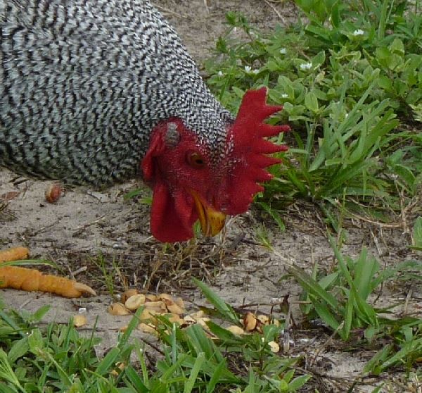 Red Junglefowl (Domestic type) - ML109227321
