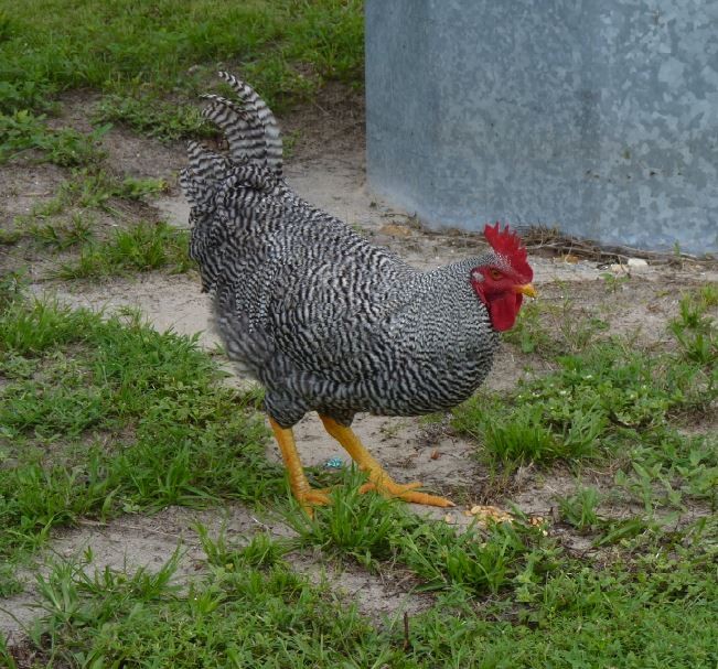 Red Junglefowl (Domestic type) - ML109227331