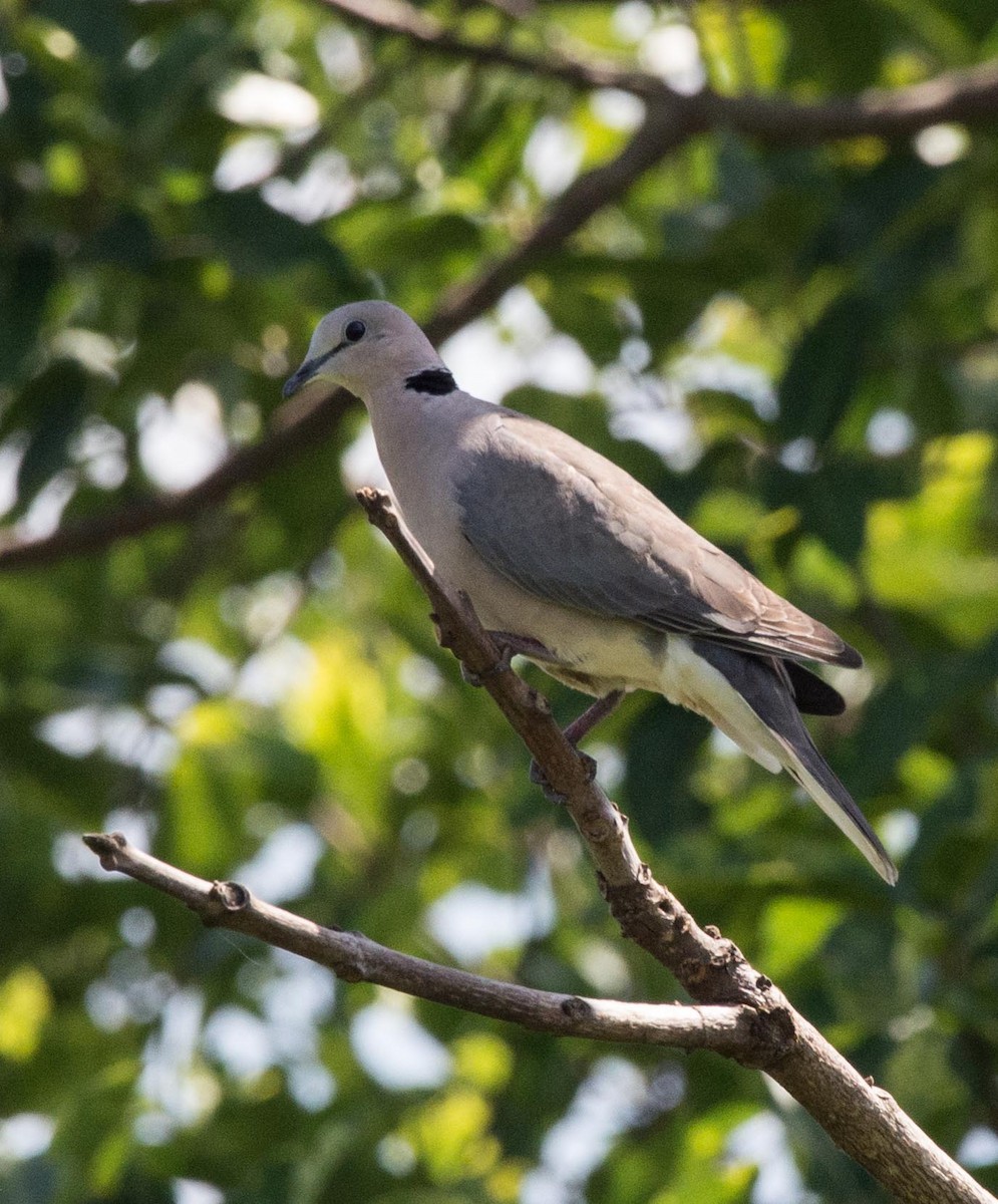 Ring-necked Dove - Simon Carter