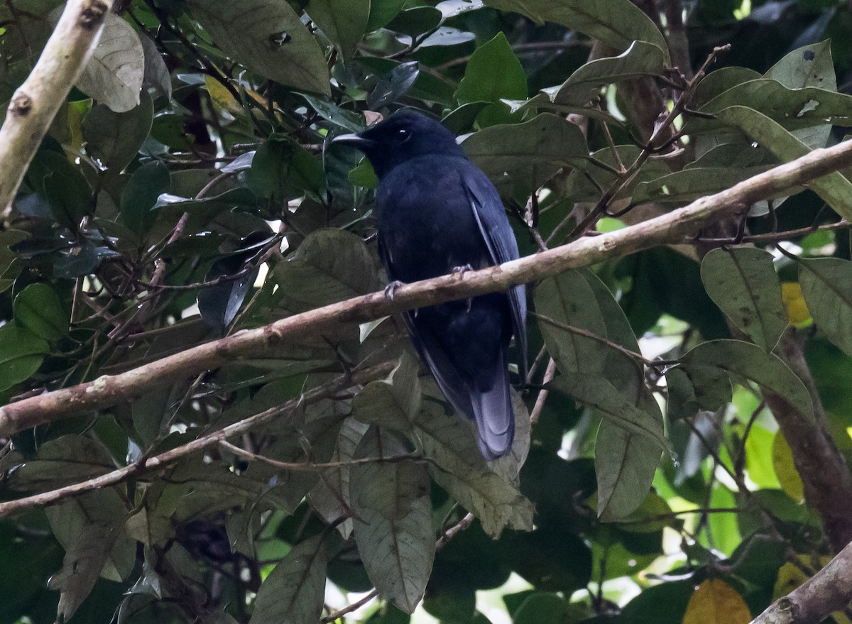 Black Cicadabird - Chris Barnes