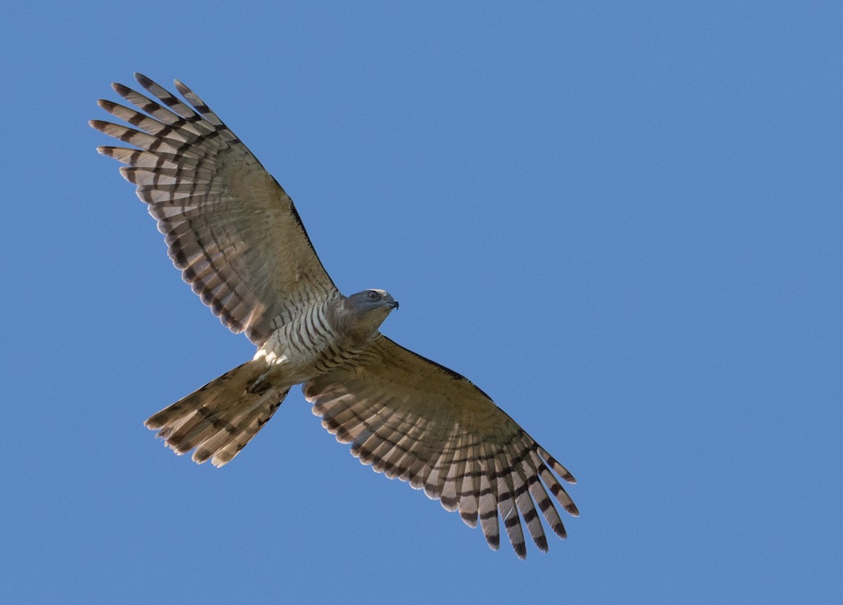 Pacific Baza - ML109231821