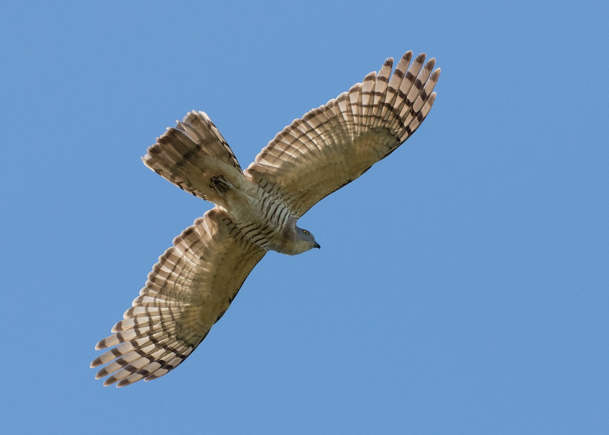 Pacific Baza - ML109231831