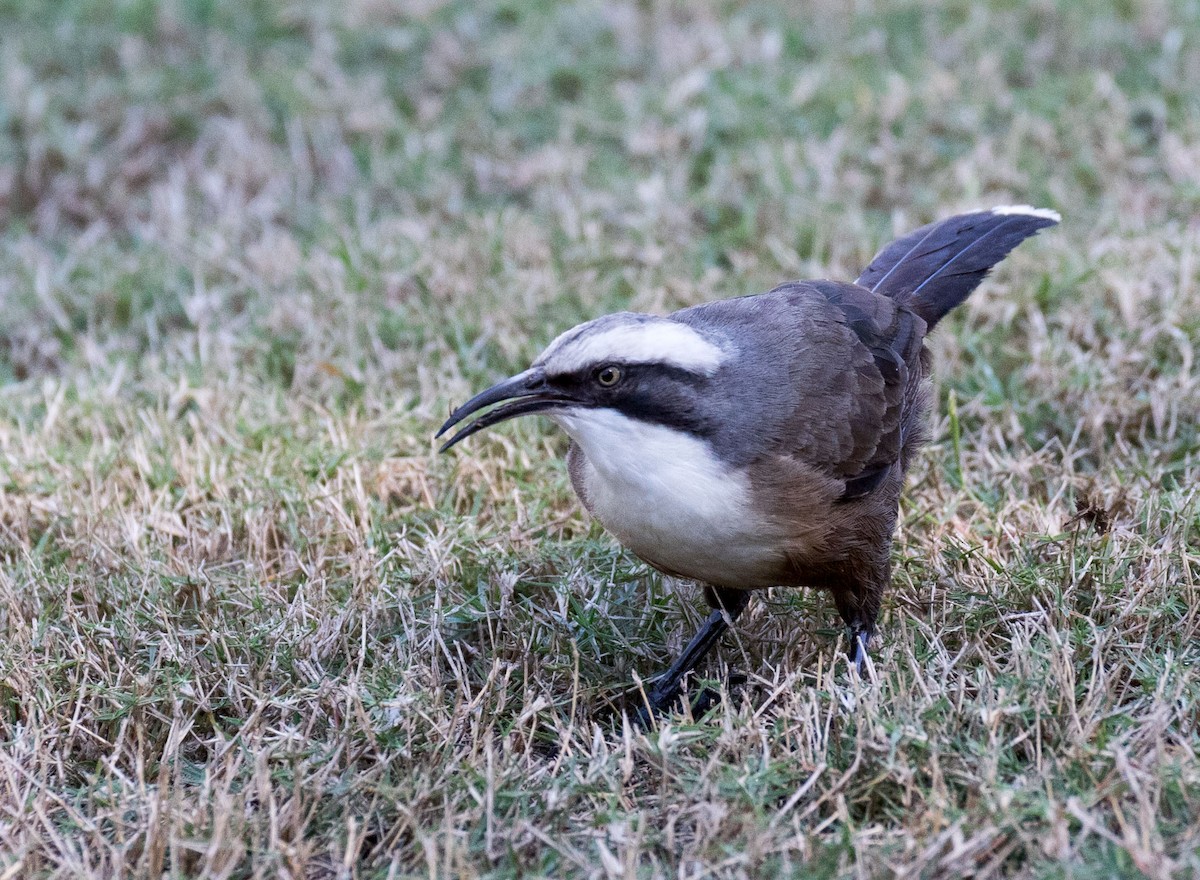 Gray-crowned Babbler - ML109231891