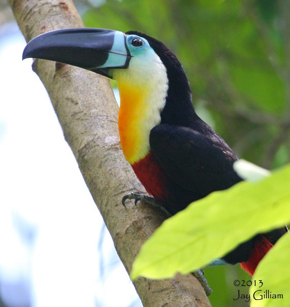 Channel-billed Toucan - Jay Gilliam