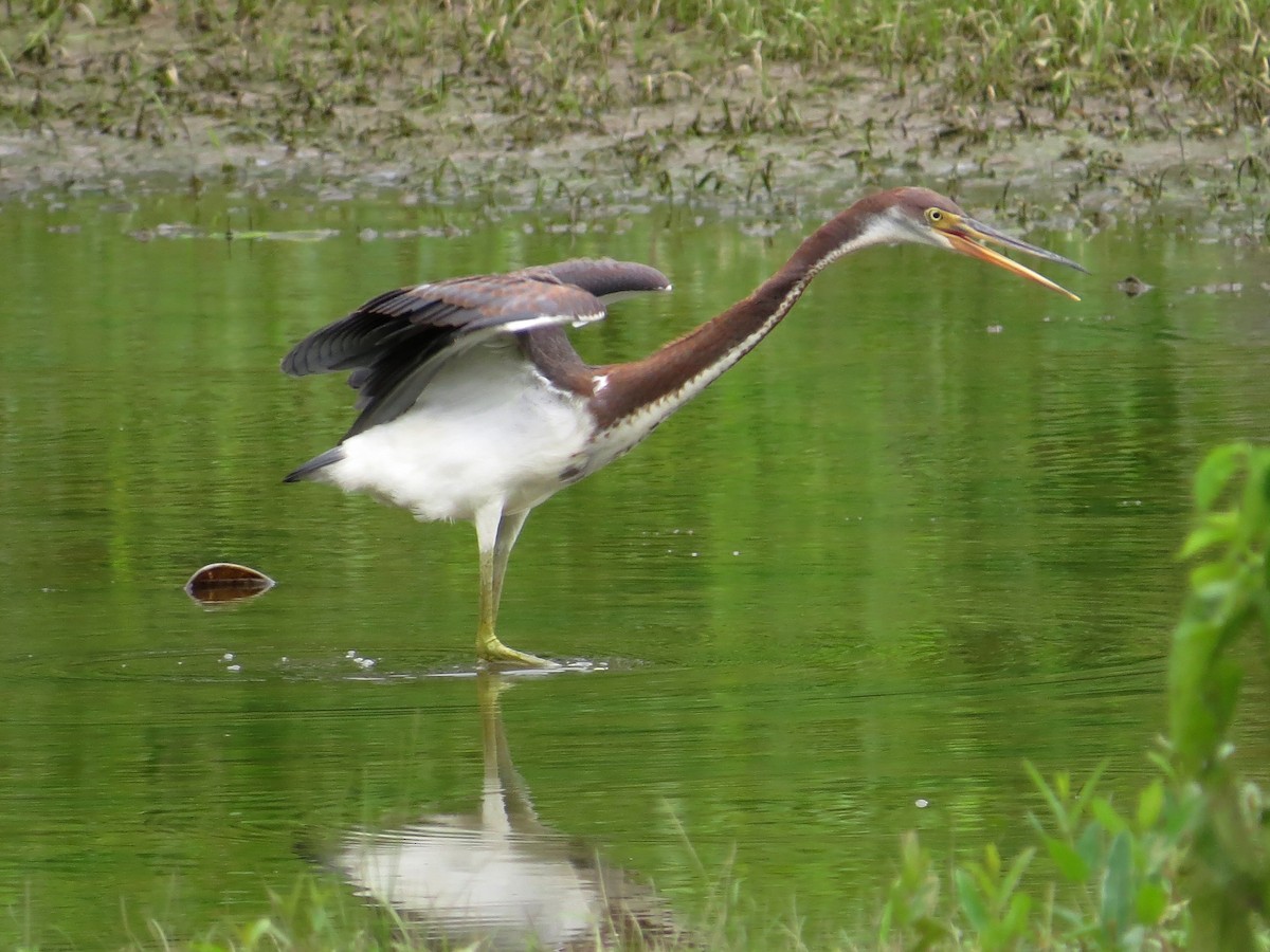 Tricolored Heron - ML109232341