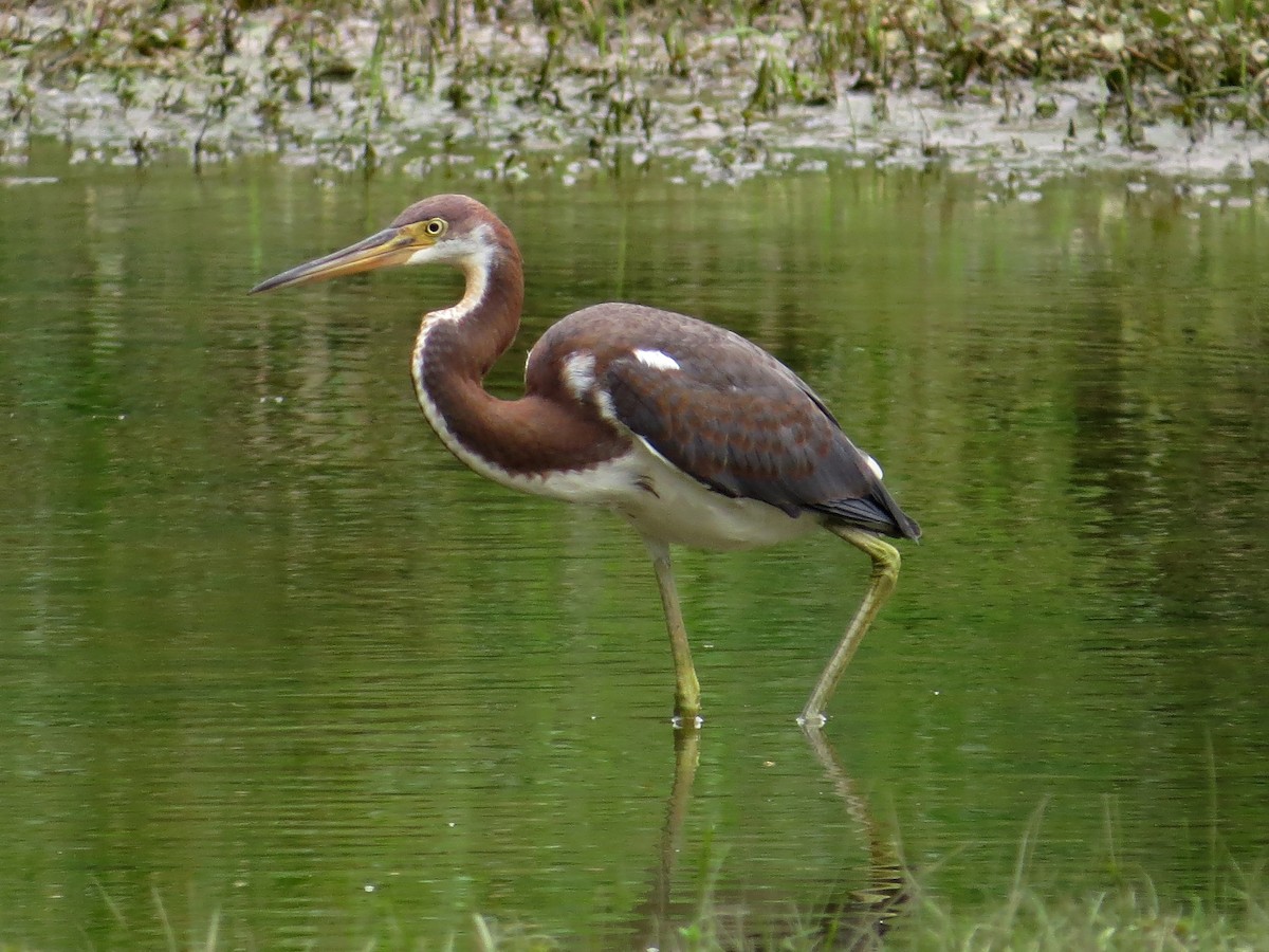 Tricolored Heron - ML109232371