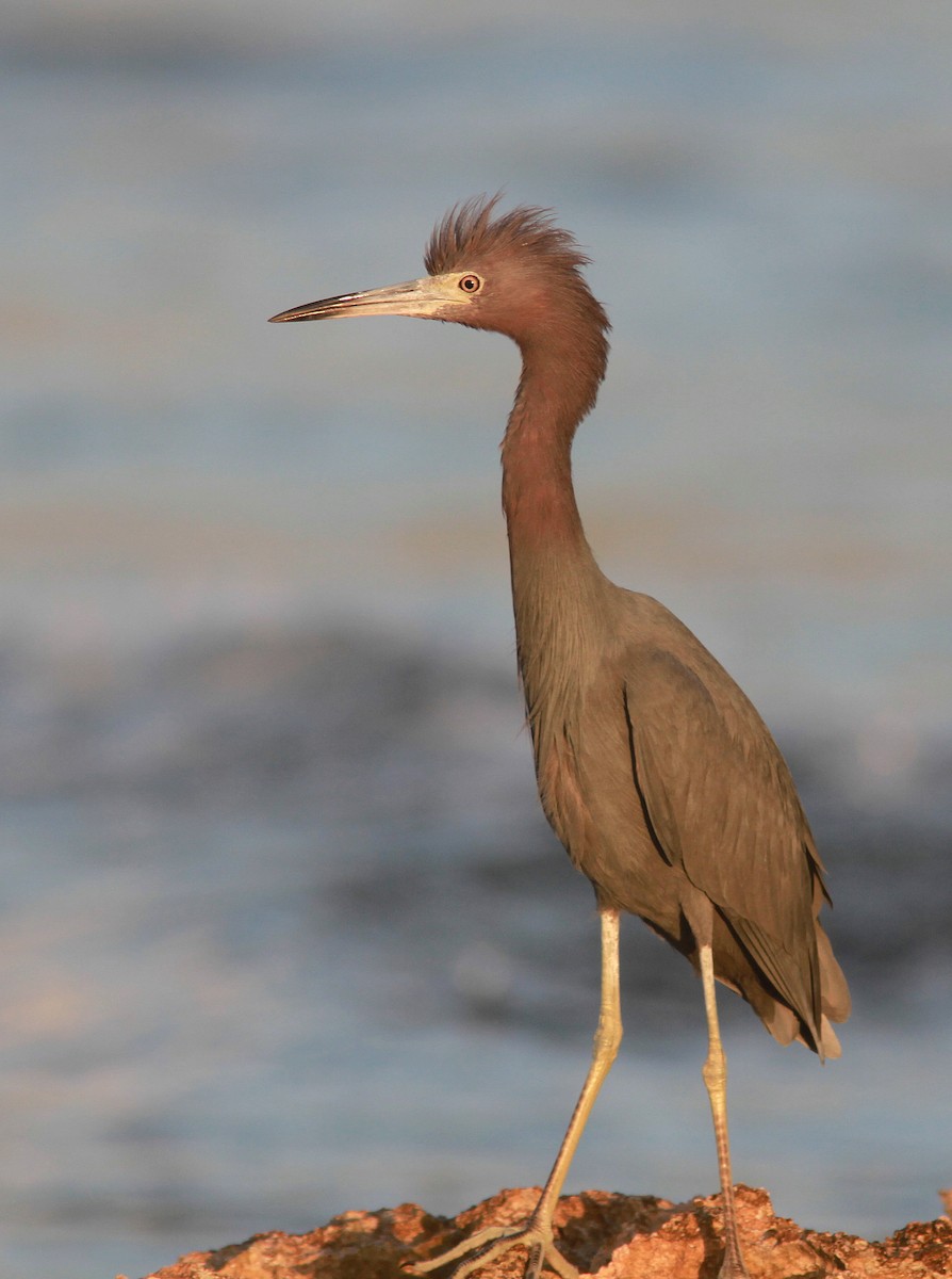 Little Blue Heron - Guy Poisson