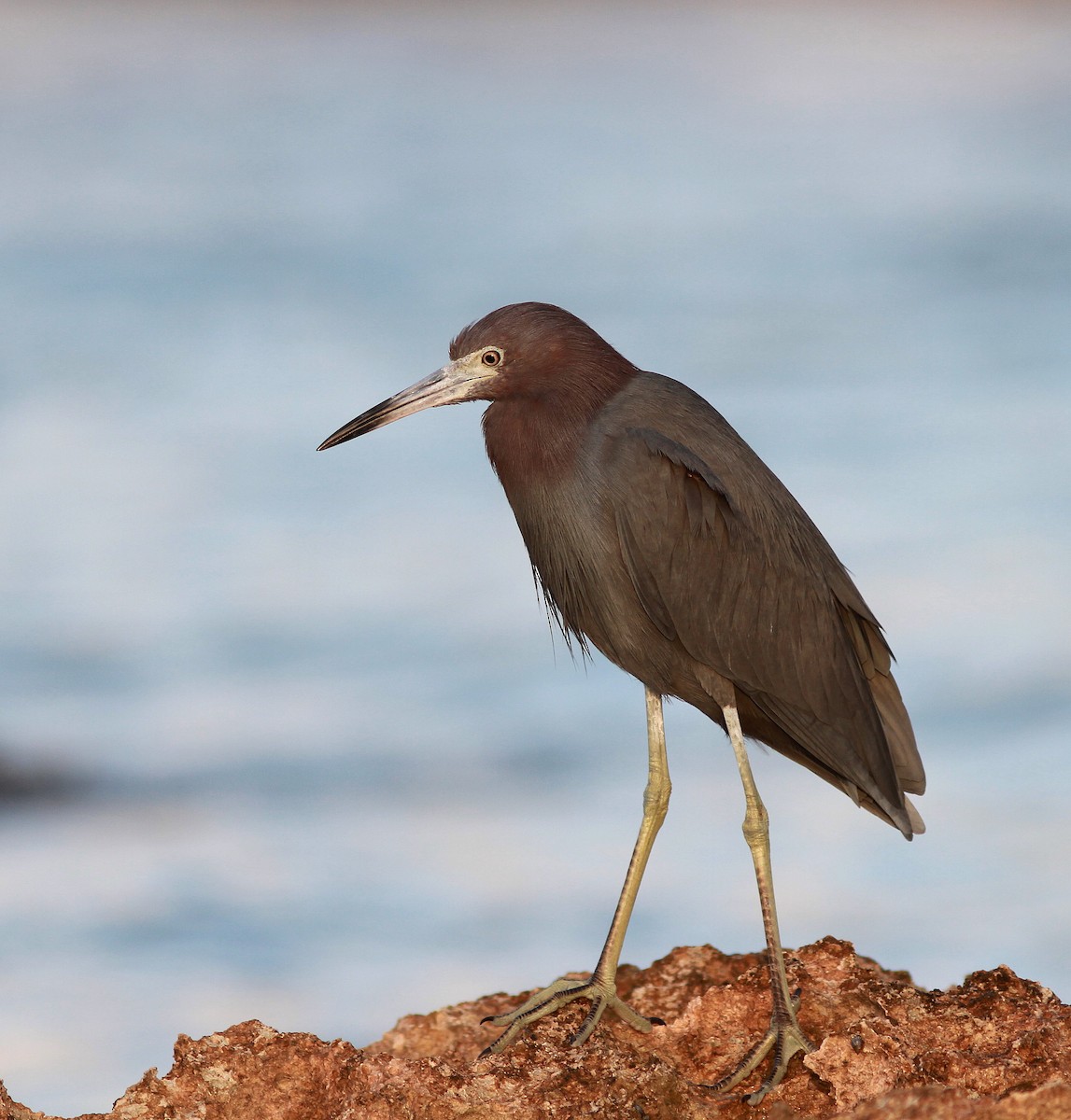 Little Blue Heron - Guy Poisson