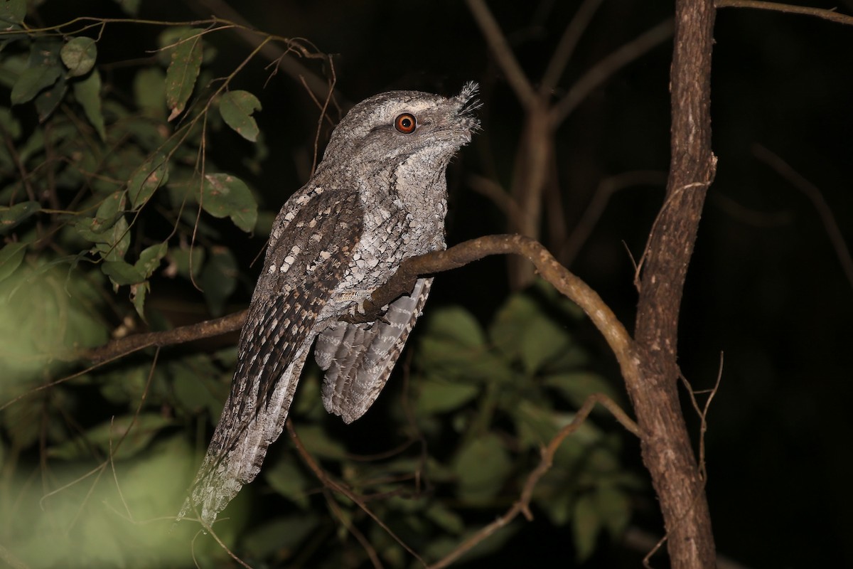 Marbled Frogmouth - ML109233441