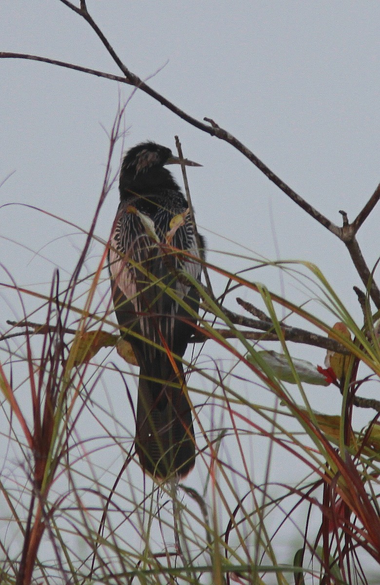 Anhinga - Guy Poisson