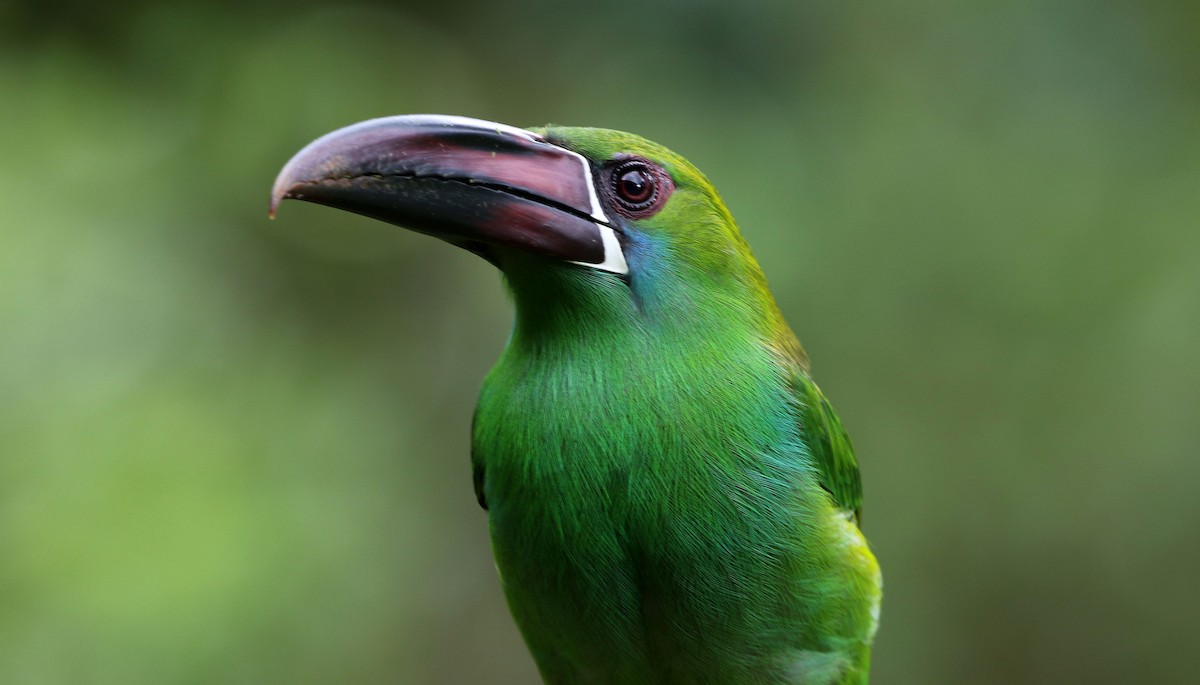 Crimson-rumped Toucanet - David Bird