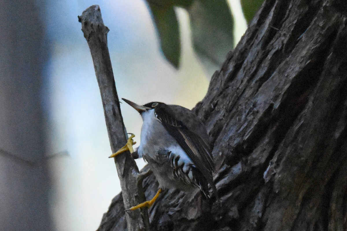 Varied Sittella - Geoffrey Groom