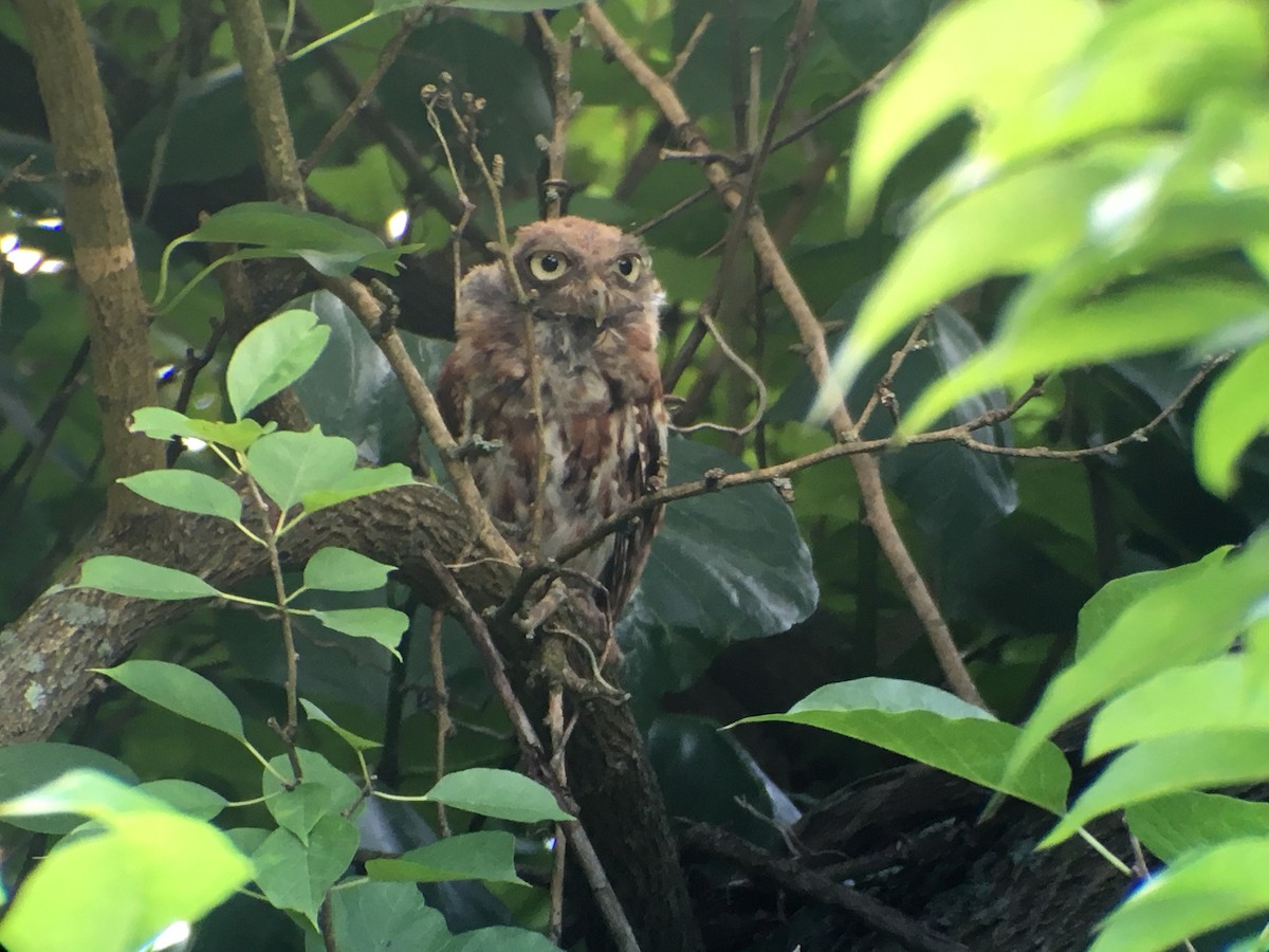 Eastern Screech-Owl - ML109235441