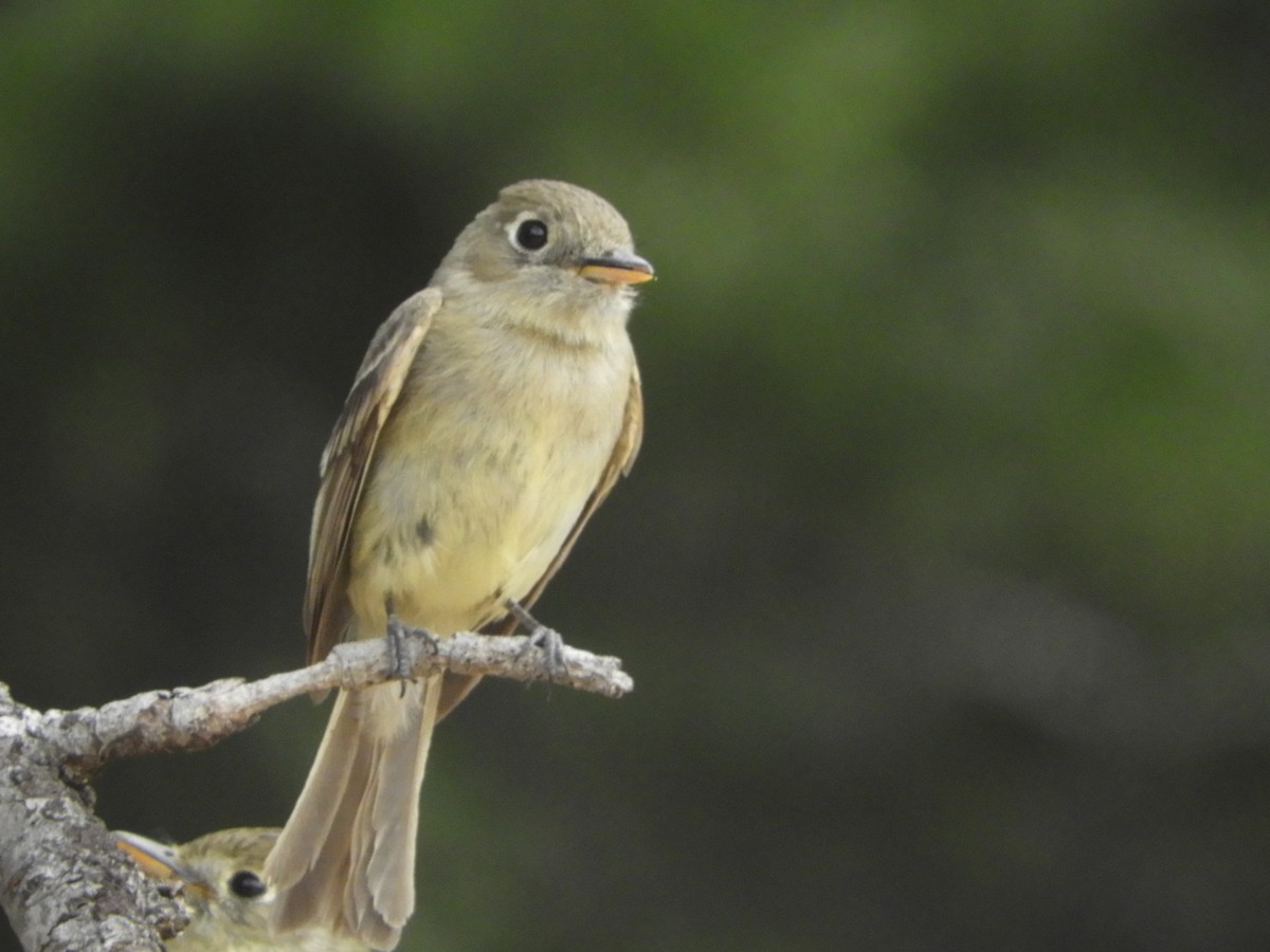 Western Flycatcher (Cordilleran) - ML109235451