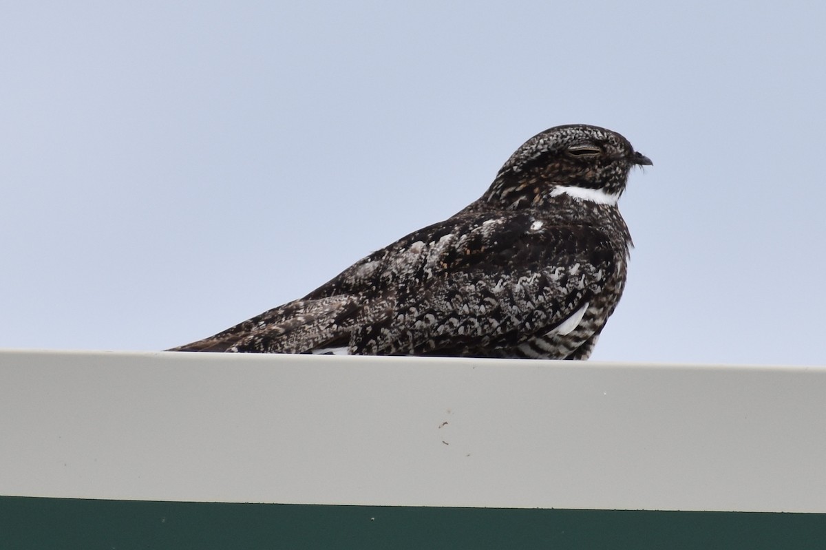 Common Nighthawk - ML109235861