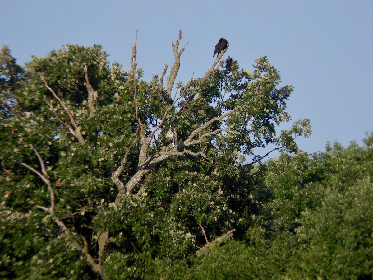 Turkey Vulture - ML109237321