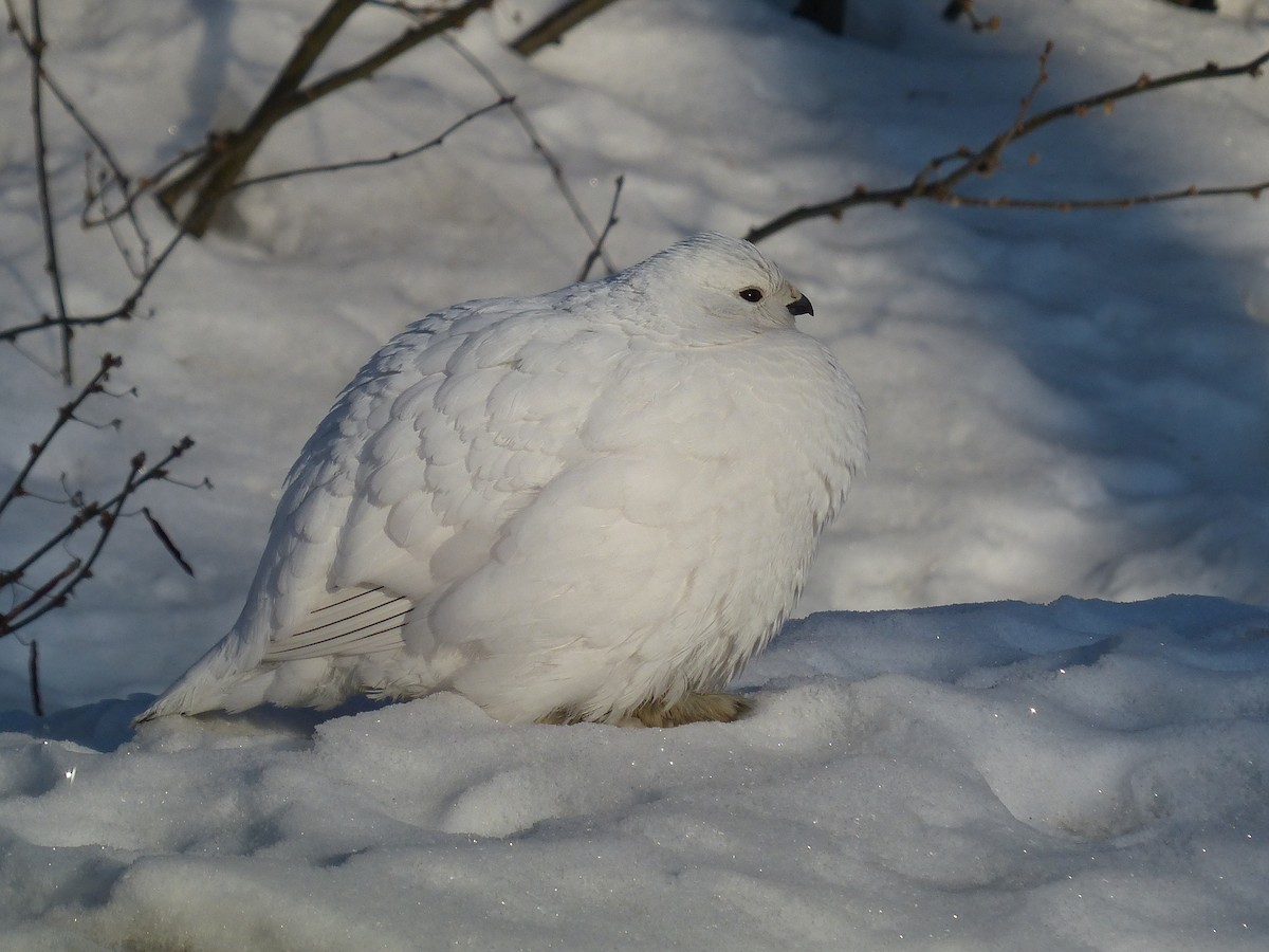 Willow Ptarmigan - ML109241101