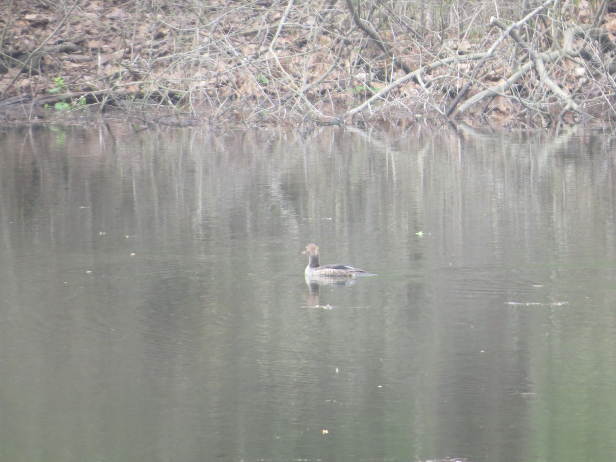 Hooded Merganser - Alan Boyd