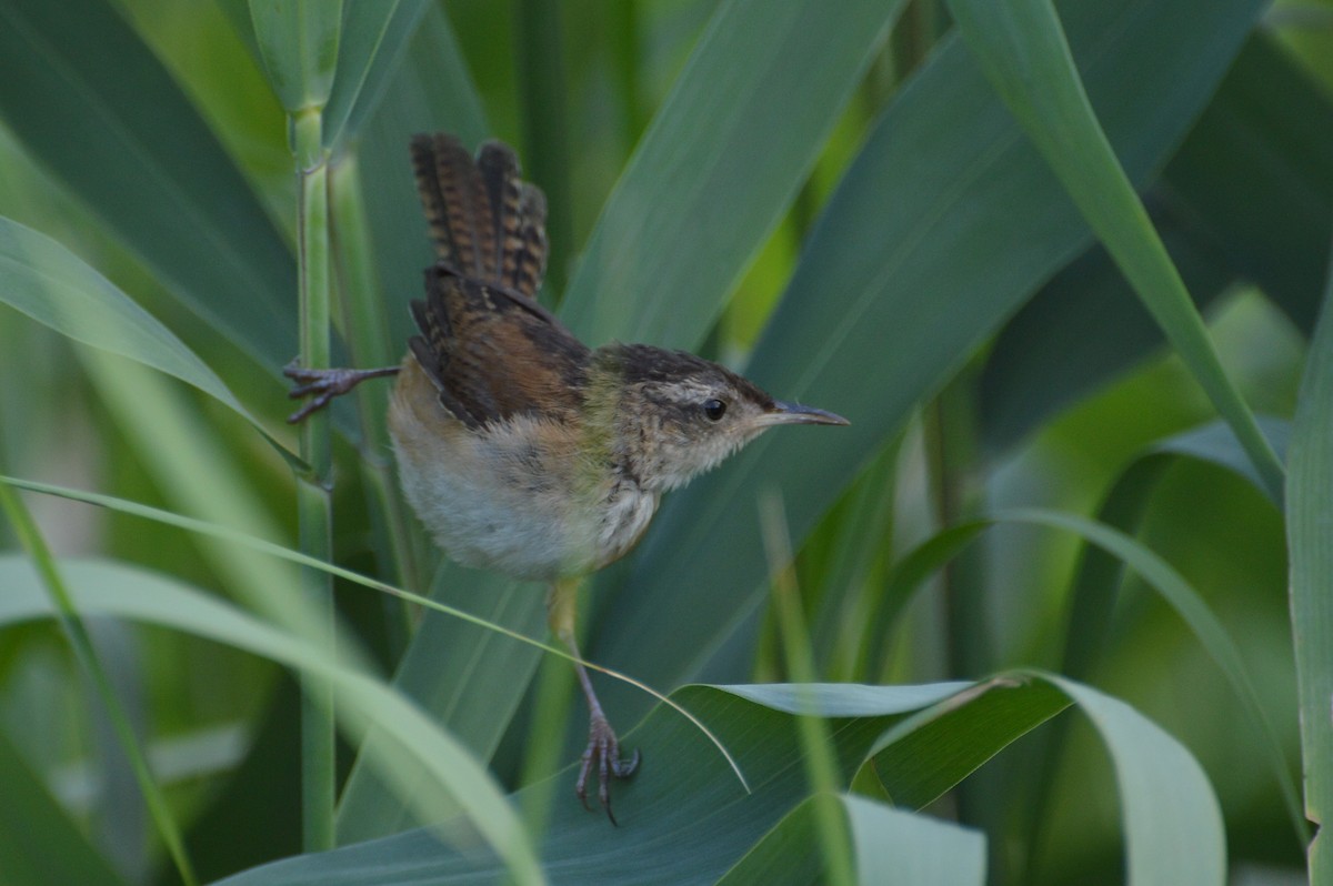 Marsh Wren - ML109241971