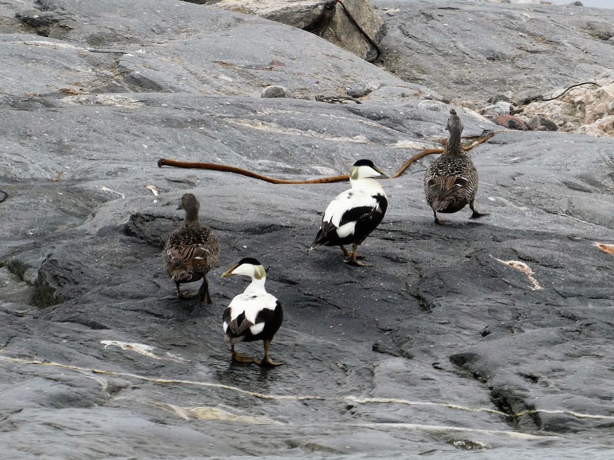 Common Eider - ML109242231